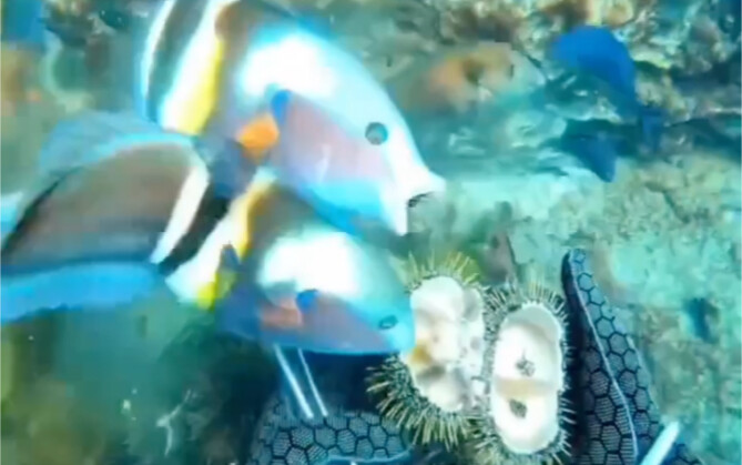 Nhặt nhum biển cho cá ăn