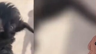 Japanese goblins watch "Animal Behavior Awards 141"