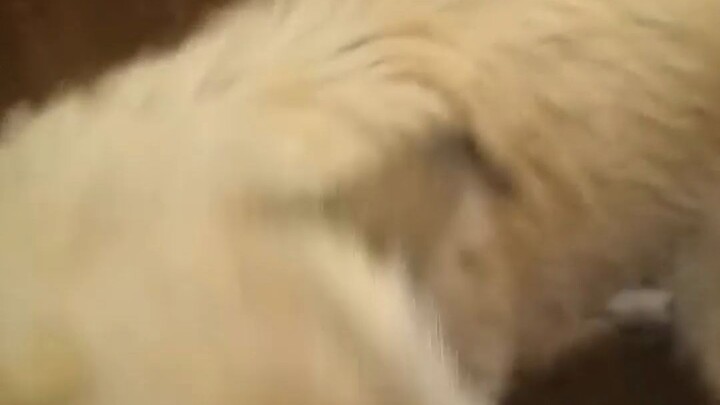 Though she’s just a scrappy little mutt, in my eyes she’s the cutest thing ever!