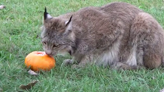 Max Canada Lynx & More Pumpkins