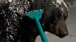 Seekor beruang hitam liar datang ke pintu untuk membantunya menyapu salju