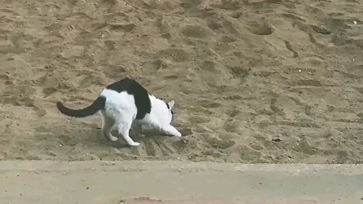 This cat has laid a mine!