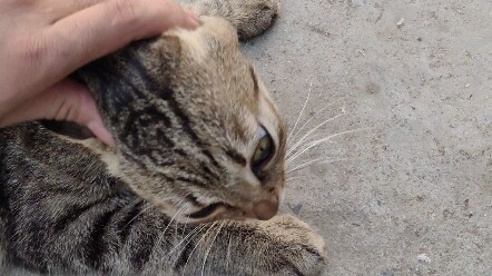 Some people actually said I was abusing a cat.