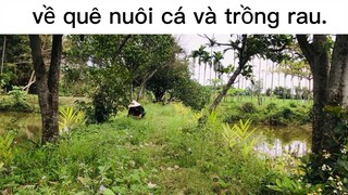 miền quê là nơi nuôi dưỡng tâm hồn ta #dailyvlog#life#chill