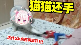 猫猫被攻击了也是会还手的！！！