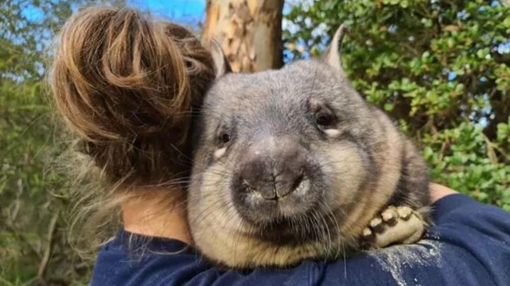 สายพันธุ์ใหม่ที่นักวิทยาศาสตร์เพิ่งค้นพบ – “หมูกระเป๋า” 2