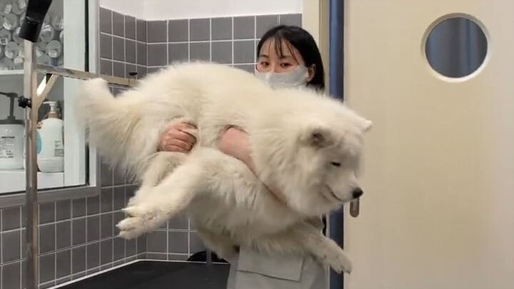 ทำไมซาโอมายถึงน่ารักและเชื่อฟังขนาดนี้?