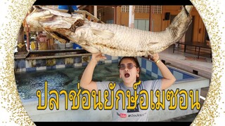 ปลาช่อนยักษ์อเมซอน หาดูยาก