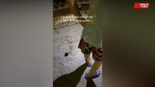 Chú bê 'LẠC TRÔI' dưới cống và màn 'GIẢI CỨU' vui như tết của cả xóm
