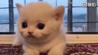 ลูกแมวน้อยที่ขมวดคิ้วได้นั้นน่ารักและดุร้ายมาก