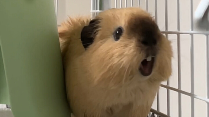 Ibu ibu ibu!
