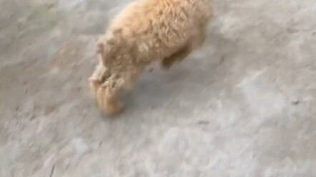 كلما كبرت الشاة، زاد فهمها لكلامي.