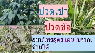 สมุนไพรช่วยรักษาบรรเทาอาการปวดเข่า ปวดข้อ สูตรแผนโบราณ/โดยฮอยไทยอีสาน