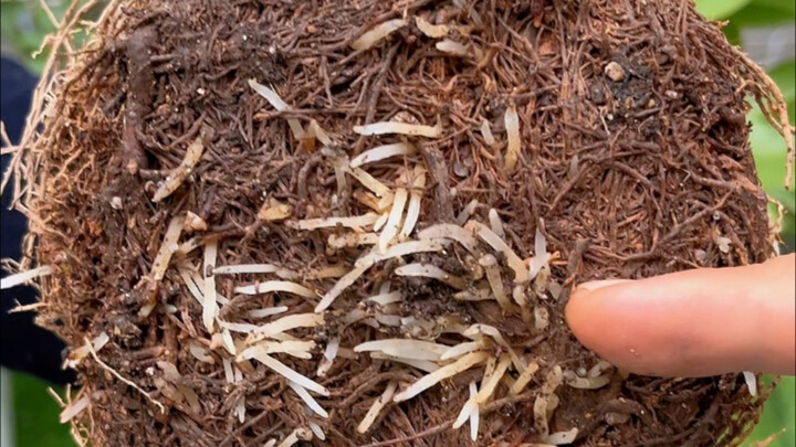How to Fix Root Rot &amp; Nurture Healthy Roots for Your Plants