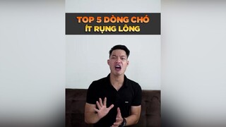 Top 5 dòng chó ít rụng lông petnhatrang petonesaigon tuitienpet dcgr