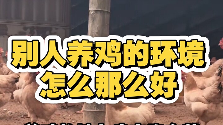 ليش الجوّ اللي بيدي فيه الدجاج أفضل من عندي؟ هنا ما ينبت ولا قصبة!