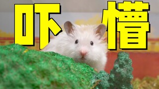 Hamster lucu itu pindah ke rumah baru, dan teman sekamarnya ternyata adalah tiga kucing gemuk, yang 