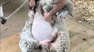 Proses memotong bulu domba sangat nyaman dan melegakan stres.