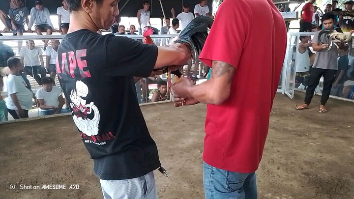 My Duke Halsey Lemon 2nd Fight!Win kanan ang tari