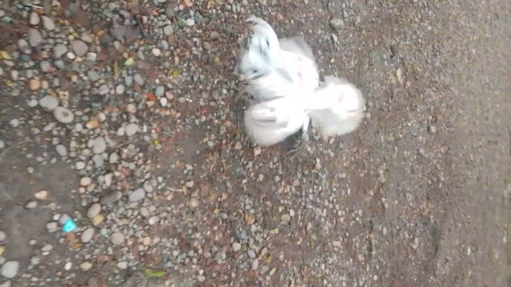 1x vs bantam katuwaan lang