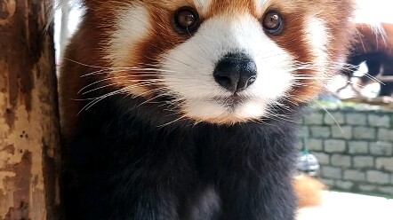 A Keeper’s Daily Life (Red Panda) – Mao Mao