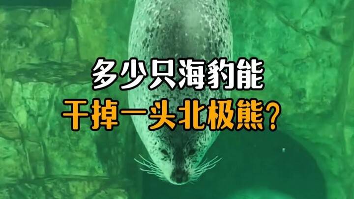 How many seals does it take to take down a polar bear?