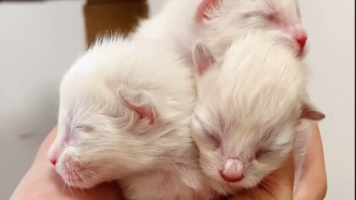 Anak-anak kucing jantan yang telah dikebiri telah lahir