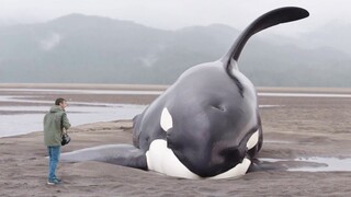 BIKIN HARU !!! 7 Momen Penyelamatan Paus Orca Terbesar Yang Sangat Menyentuh Hati