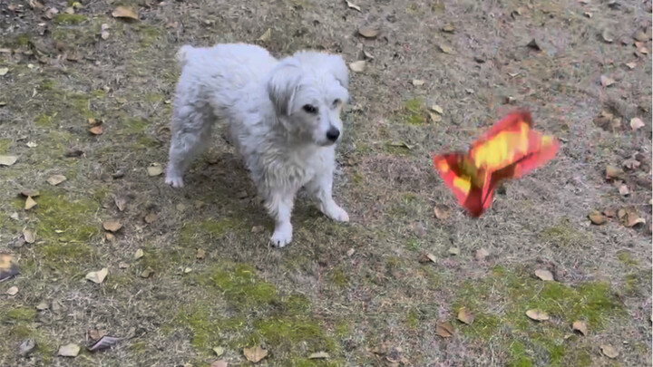 快过年了给朋友准备些红包炸弹吧