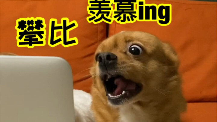 Do dogs really not care if a home is poor?