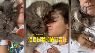 القطط هي دعمي العاطفي 🐱