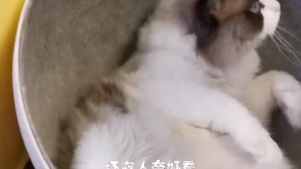 Sloppy Ragdoll Cat
