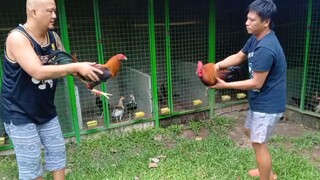 Possum 236 vs JJPE MS Black