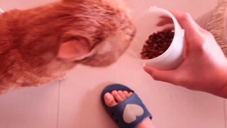 Sau khi tôi triệt sản một con mèo hoang, nó lại muốn trả thù tinh hoàn của tôi...