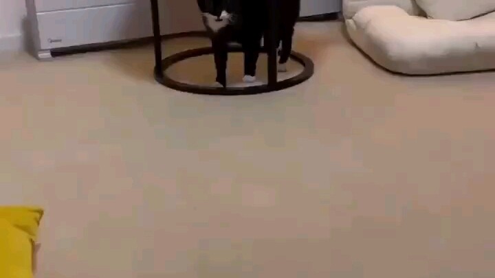 Kucing menggosok-gosok kaki, lucu banget sampai bikin ketagihan hahaha (diunggah ulang)