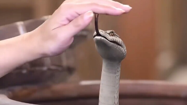 ผู้หญิงเลี้ยงงูตัวหนึ่งไว้เหมือนลูกชาย โดยไม่รู้เลยว่ามันคือพญานาคยักษ์ที่เชื่อมถึงสวรรค์ และจะนำหาย