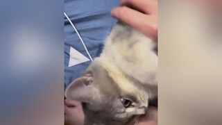 Đi ra chỗ khác cho tao làm việc onhavanvui thucung cat idolface