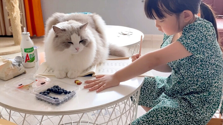 [แมวแรกดอล] ทำการบ้านเป็นเพื่อนเจ้านาย