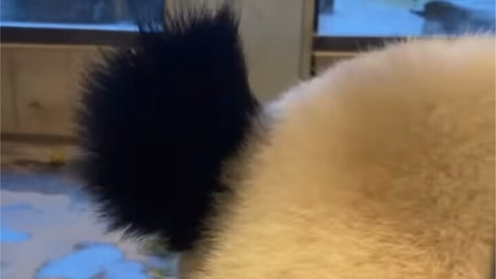 Pengasuh Denmark RUA telinga panda