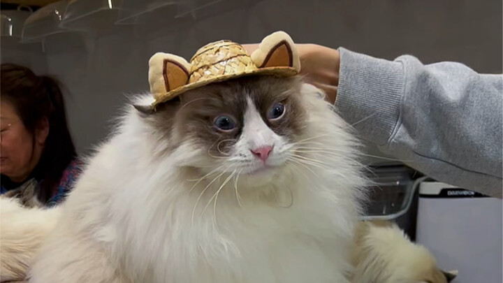 Caring for Cats with Intellectual Disabilities