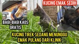 Kucing Tirex Lagi Menunggu Emak Angkatnya Pulang Dari Dokter Setelah Di Rawat..!