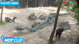 [HOTCLIP] Bẫy Rắn Khổng Lồ | Trường Xà Tiên - Mutant Python | Phim Lẻ YOUKU