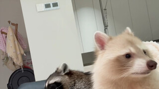 Nguyên Bảo hơi ngại ngùng đây #Gấu Mèo