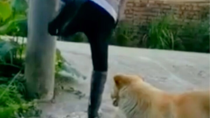 Dog: If he’s a dog, then what am I?