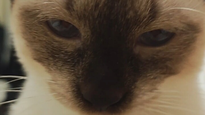 Đại ca, thuốc bổ chặn lại nào meo!