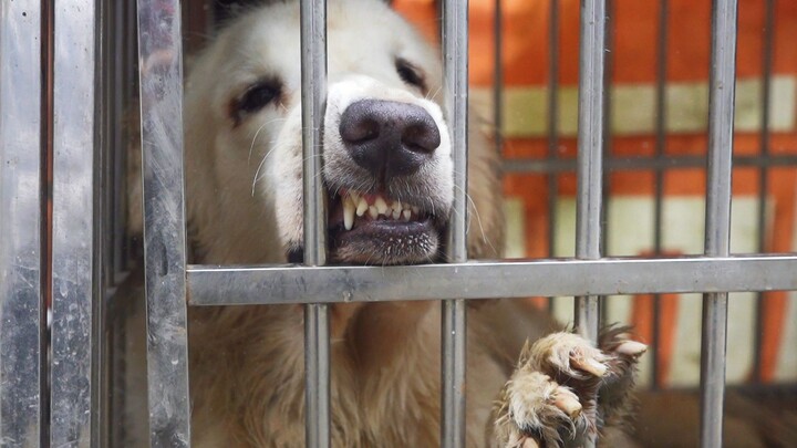 Peliharaan Lucu | Anjing Berkelahi dan Dikurung