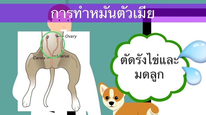 ควรดู!! สุนัขทำหมันตอนไหน ทำหมันสุนัขตัวผู้และสุนัขตัวเมีย by Thai Pet Academy