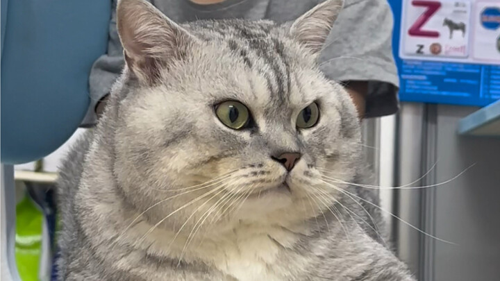 Đại Tráng chiếm luôn ghế của em trai, không có đồ ăn thì nhất quyết không đi.