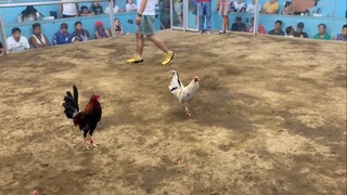 1st fight 8months escolin x my winning line hen 1W lang lahi