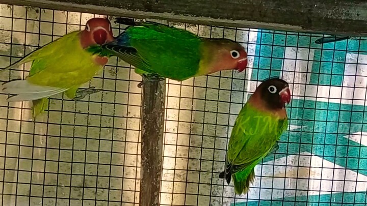 lovebird harga murah tapi jenisnya tidak murahan